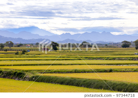 Ripe yellow rice field in Taiwan 97344718