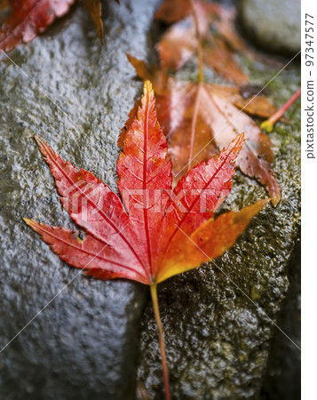 一棵落在被雨水浸濕的石頭上的楓樹 97347577
