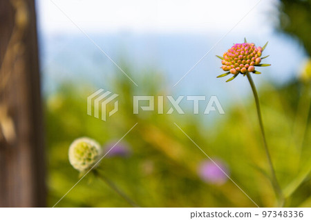 Scabiosa atropurpurea sweet scabiosa with small deep purple flowers 97348336