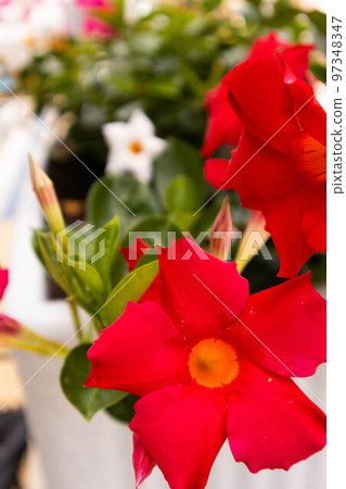 Muticolor mandevilla flowers closeup in garden cultivation 97348347