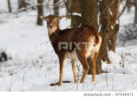 Female European mouflon in a natural environment in the woods in winter. 97348471