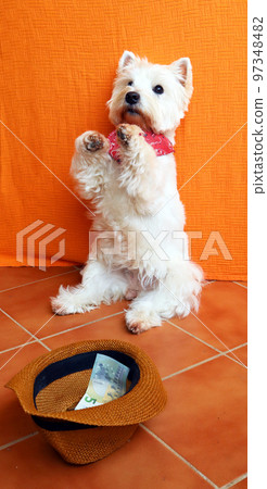 West highland white terrier dog westie sits on its hind legs and asks, hat with money in front of it. White dog beggar, funny photos with pets. 97348482