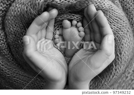 The palms of the father, the mother are holding the foot of the newborn baby. The palms of the father, the mother are holding the foot of the newborn baby. 97349232