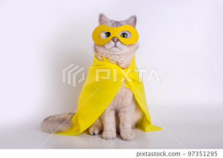 Funny white cat in a yellow superhero costume Funny white cat in a yellow superhero costume 97351295