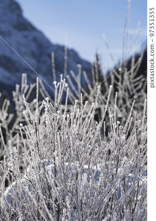 The ice on the shrubs 97351355