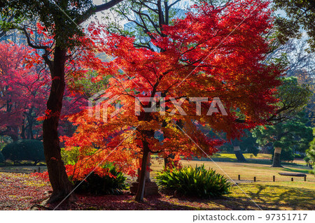 東京六義園的秋葉 97351717