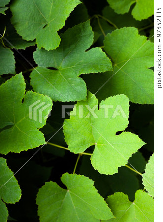 Grapes green leaves and vines. Grapes green leaves and vines. 97352115