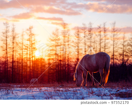 Sunrise and Hokkaido horse 97352170
