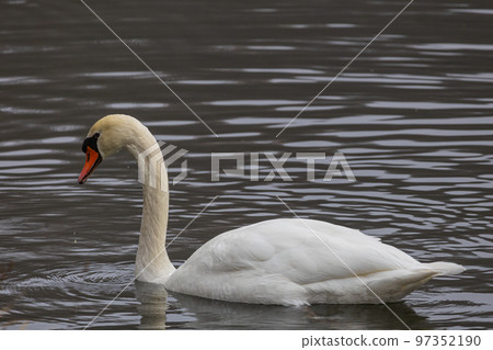 A white swan swimming in the pond 97352190