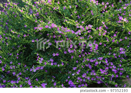 小「墨西哥柳」花 2022 年 10 月 97352193