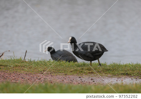 Closeup of water bird Eurasian Coot near the lake Closeup of water bird Eurasian Coot near the lake 97352202