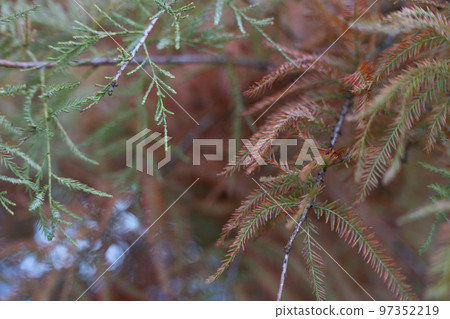 Close up at branches with green and orange needles Close up at branches with green and orange needles 97352219