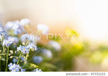 Blue forget-me-not flowers blooming under bright warm sun light Blue forget-me-not flowers blooming under bright warm sun light 97352222