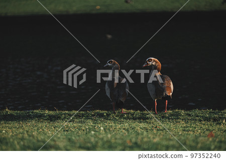 Family of Egyptian geese standing near the lake 97352240