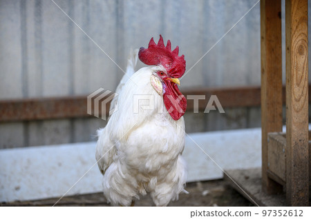 A large white rooster with a red crest looks intently out walking in the bird yard at a country farm. 97352612