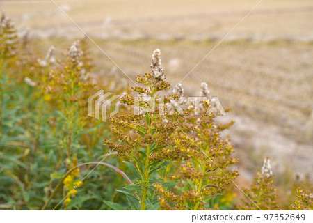 Yellow weed Solidago altissima 97352649