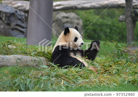 Sakurahama eating bamboo deliciously 97352980