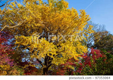 Autumn leaves in Tokyo Rikugien Garden 97353064