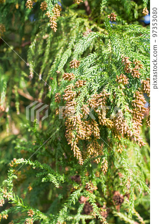 Pollinosis cedar pollen cedar flowers Pollinosis cedar pollen cedar flowers 97353080