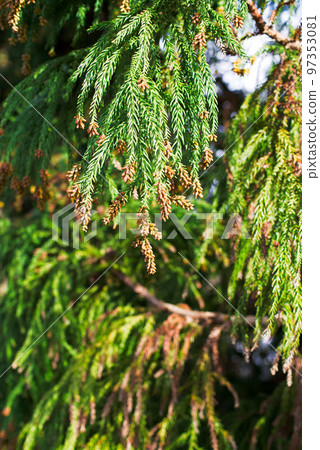 Pollinosis cedar pollen cedar flowers 97353081