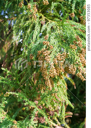 Pollinosis cedar pollen cedar flowers Pollinosis cedar pollen cedar flowers 97353085