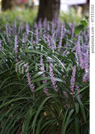 Yaburan Flower/2022年10月〉 97353102