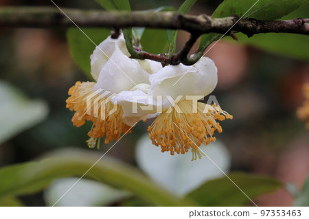 花是一棵大的白色茶樹 花是一棵大的白色茶樹 97353463