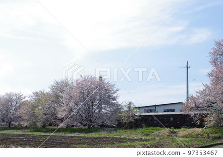 紅澤線宇前高松站櫻花盛開的紅澤線開通100週年特刊 97353467