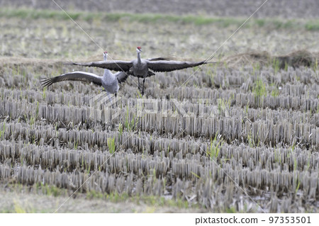 sandhill crane mating dance 97353501