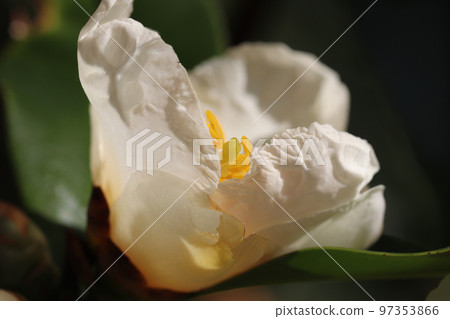 Camellia "Shisendai Toucha" blooming in autumn 97353866