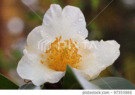 Camellia "Shisendai Toucha" blooming in autumn 97353868
