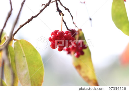 Red vine with round fruits 97354526