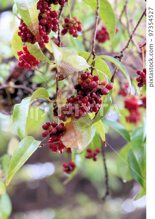 Red vine with round fruits 97354527