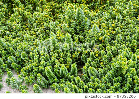 Beach of Praia do Rostro in Galicia, Spain near Finisterre and Way of Saint James. Coast of Death, costa da morte 97355200