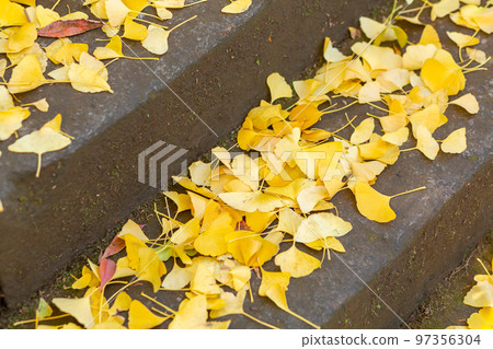 [Japan] Fallen leaves of yellow ginkgo trees fill the stone steps of a shrine in Tokyo 97356304