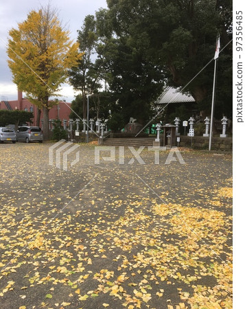 房總半島立山神明神社境內銀杏樹的秋葉和落葉 97356485