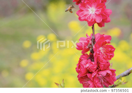 紅桃花 97356501