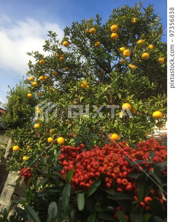 Mandarin oranges with berries and pyracantha with red berries in the garden of a private house in Kamata, Tokyo in early winter 97356838