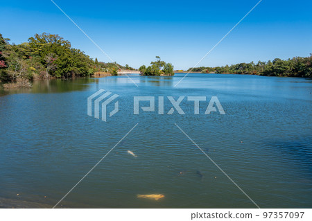 Suzuka City, Mie Prefecture Dohaku Pond and carp in the Suzuka Youth Forest in autumn Suzuka City, Mie Prefecture Dohaku Pond and carp in the Suzuka Youth Forest in autumn 97357097