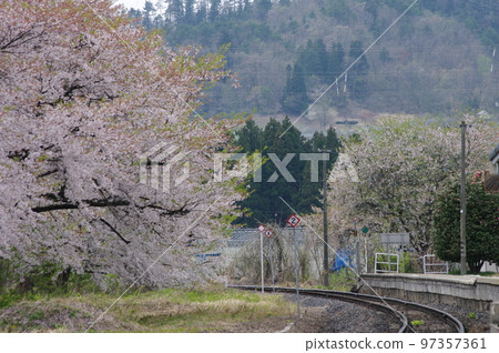 Aterazawa Line Uzen-Takamatsu Station Platform with cherry blossoms in full bloom Aterazawa Line Uzen-Takamatsu Station Platform with cherry blossoms in full bloom 97357361