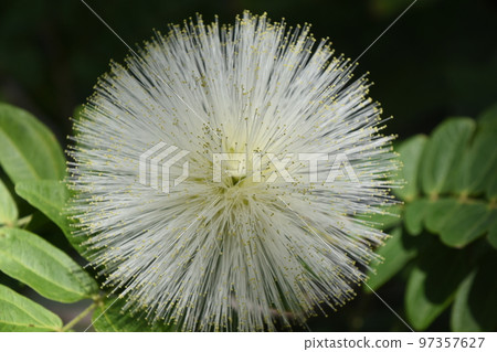 Calliandra flowers are beautiful with many hemispherical white stamens like cosmetic puffs. Calliandra flowers are beautiful with many hemispherical white stamens like cosmetic puffs. 97357627