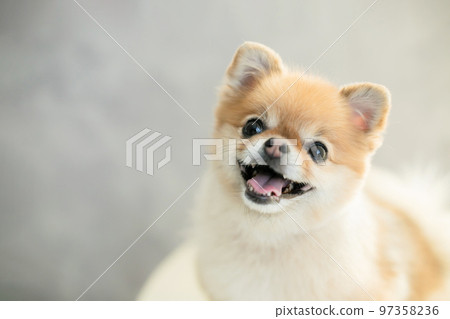 Pomeranian cute dog photo material 97358236
