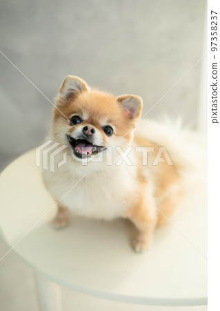 Pomeranian cute dog photo material 97358237