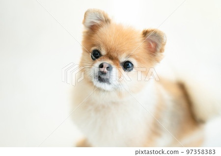 Pomeranian cute dog photo material 97358383