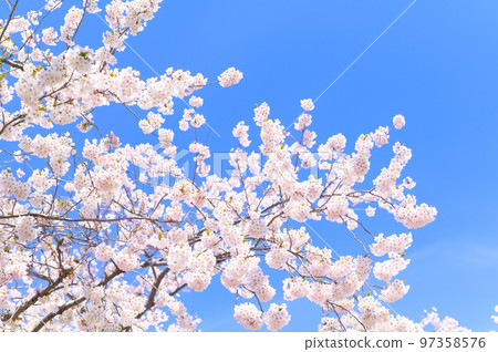 Someiyoshino in full bloom (empty background) 97358576