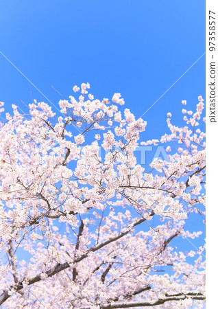 Someiyoshino in full bloom (empty background) 97358577