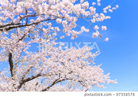 Someiyoshino in full bloom (empty background) 97358578