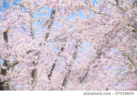 櫻花盛開（吉野櫻花） 97358604
