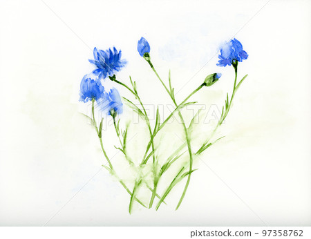 blue flowers, bluebottle, bluet, cornflowers, watercolor, 97358762