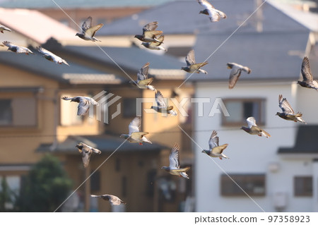 Pigeons flying around residential areas Pigeons flying around residential areas 97358923